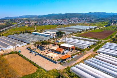 Urla İzmir Otel ve Konaklama - Bademler Doğal Yaşam Köyü